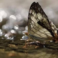 微距攝影入門學習，捕捉細膩之美！